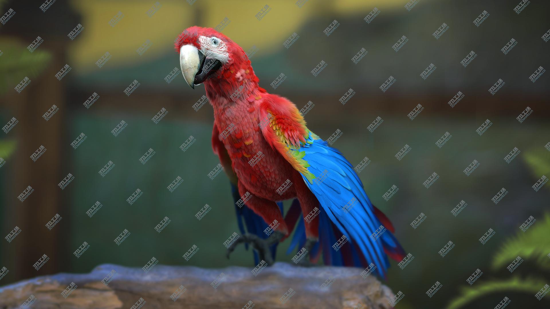 images/goods_img/20210113/3D Scarlet Macaw Parrot Fur Animated Rigged model/1.jpg